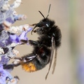Lapidarius classique