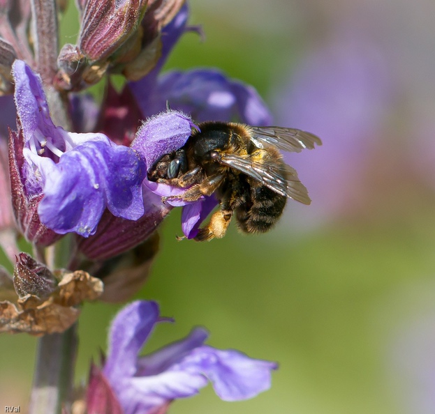 Noire anthophore.jpg