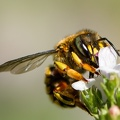 Sur fleur de sarriette