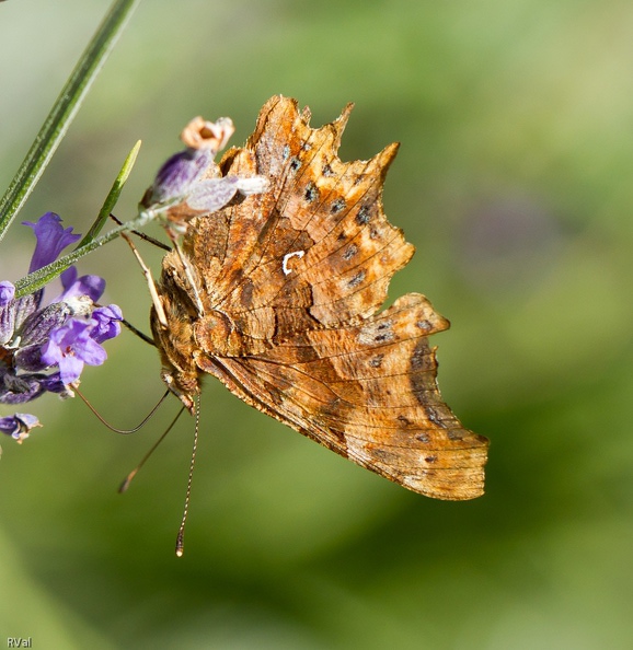 Dans un monde parfait, point de vent au mauvais moment et la lavande sagement d’attendre que j’ai déclenché pour oser s’agiter
Et notre papillon aurait pu s’exhiber dans son intégralité et la photo serait bien tout « comme il faut »
Dans un monde parfait… Où tout serait bien lisse, bien net et en tout point conforme à nos souhaits
Diable que l’on s’ennuierait, n’est-ce pas Robert* ?
(* ou plus exactement Robert-le-diable)
Dans un monde parfait.jpg