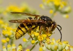 Pacifique dolichovespula