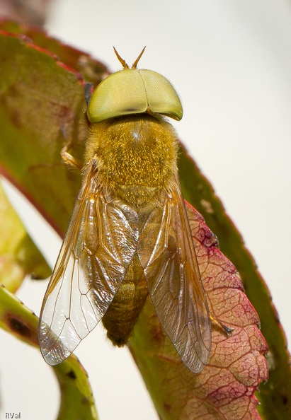 Identifier précisément les papillons : c’est coton
Mettre un nom sur les hyménoptères : c’est galère
Mais quand je me suis intéressée aux mouches… Ouch !
Il y en a tant, il y en a trop et on se passerait parfois de ce que l’on apprend à leur sujet
De notre spécimen grand format, je dirais qu’il appartient à la famille des taons
Lançons-nous et osons spéculer et le nommer : Môssieur Silvius alpinus
Mouche mais encore 2.jpg