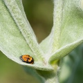 Le mystère des coccinelles