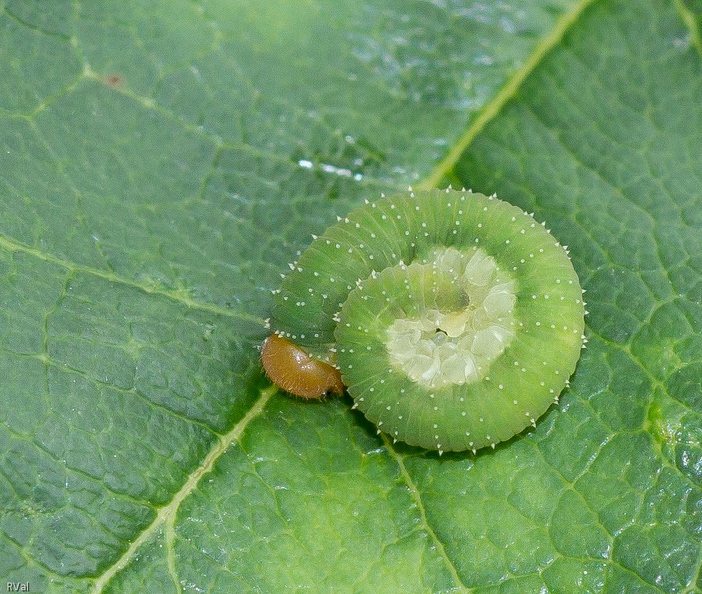 Certes, en toute logique, la sauvegarde des rosiers aurait voulu que j’élimine/écrabouille/pulvérise celle-ci et ses congénères
Certes, laisser crapahuter les larves des tenthrèdes du rosier aurait donné des sueurs froides à certains jardiniers soucieux de leurs sacro-saints massifs
Certes, l’équilibre d’un écosystème local n’est pas toujours flagrant et parfois un peu long à se mettre en place et il est bien difficile parfois de rester passif
Question : comment atteindre l’équilibre si pour chaque « nuisible », pour chaque tâche suspecte, pour quelques feuilles qui pendouillent nous sortons l’artillerie lourde ?
(Larve de tenthrède du rosier, que j’ai laissée tranquille sur sa feuille de rosier et, ma foi, le rosier est toujours là) Certes.jpg