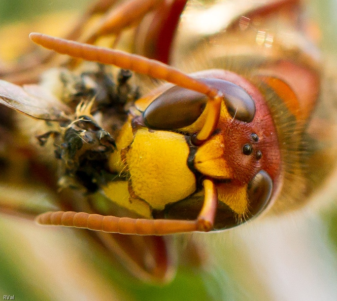 Genoux flageolants.jpg